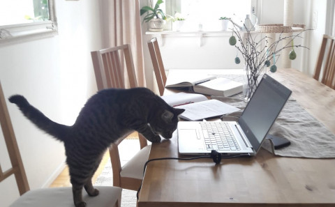 Kissa on noussut pöydälle tutkimaan tietokonetta. Kuva: Anna Muittari. Kuva KeMu