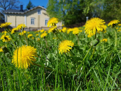 Voikukkia nurmikolla. Kuva Katja Kauppila