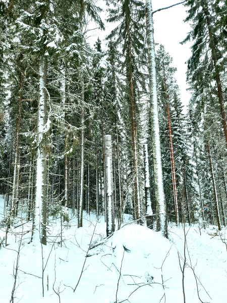 Lumisia puita, joiden keskellä nelimetriseksi katkaistu puu. Kuva Päivi Pelkonen