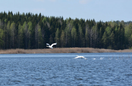 Joutsenet lentävät järvimaisemassa. Kuva Pasi Huotari